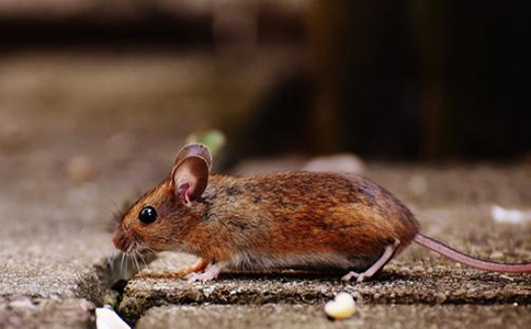 轰趴馆如何科学灭老鼠，专业灭老鼠的公司有哪些？