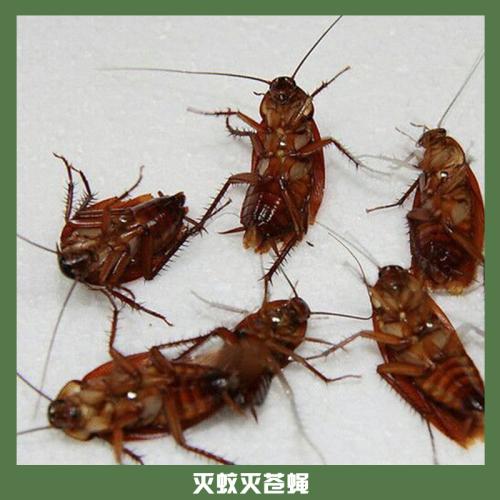 广州灭蟑螂公司