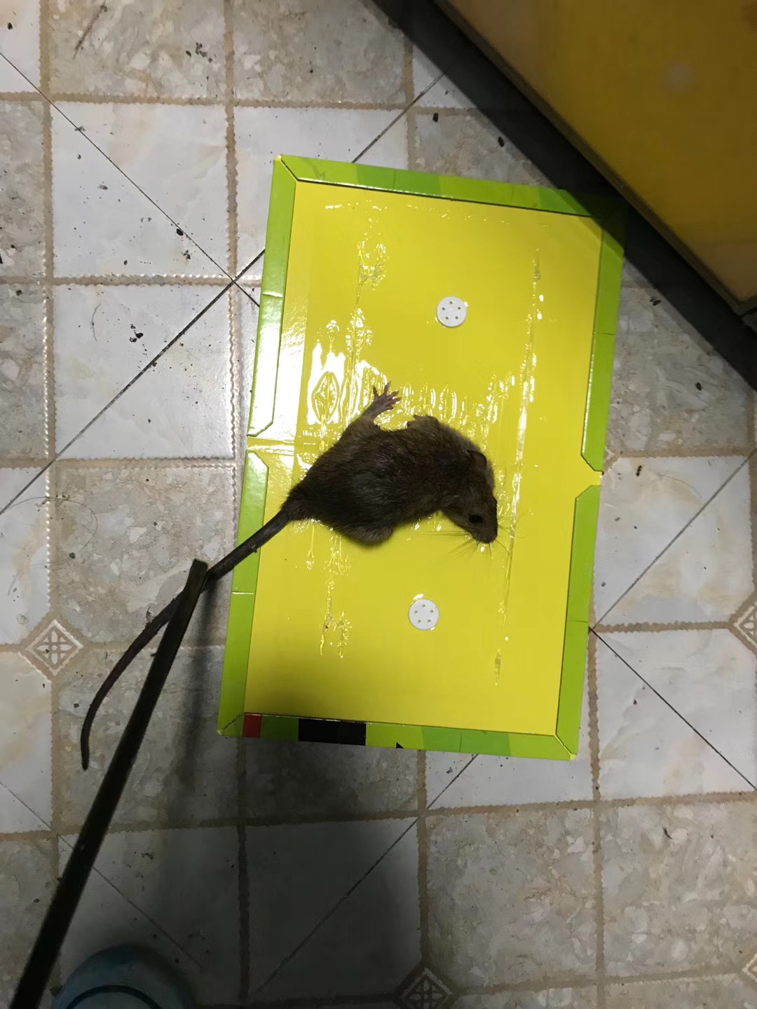 家里厨房有老鼠，怎么快速灭老鼠
