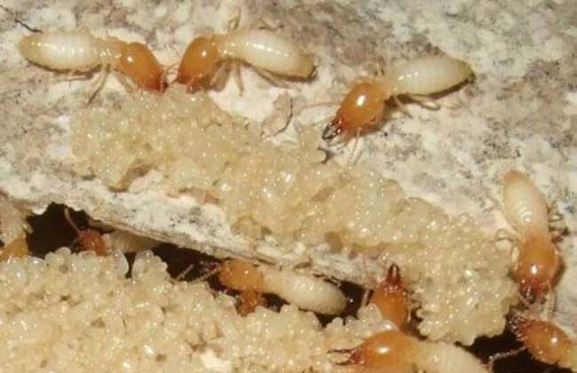 怎样防治白蚁用什么药
