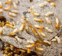  怎样防治白蚁用什么药