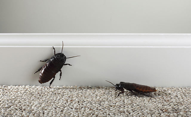  家里灭蟑螂需要找灭蟑螂公司吗