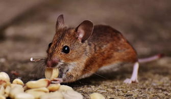  食品加工厂灭老鼠什么方法最好？