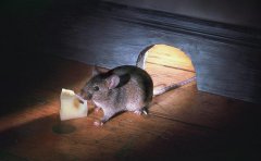 食品加工厂灭老鼠什么方法最好？