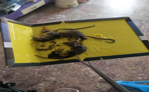 家庭灭老鼠