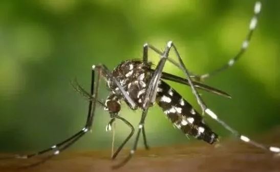 如何有效的消灭室内蚊子(图1)
