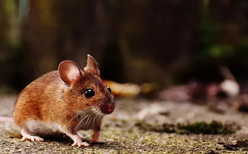 广州海珠区罗马家园消杀老鼠