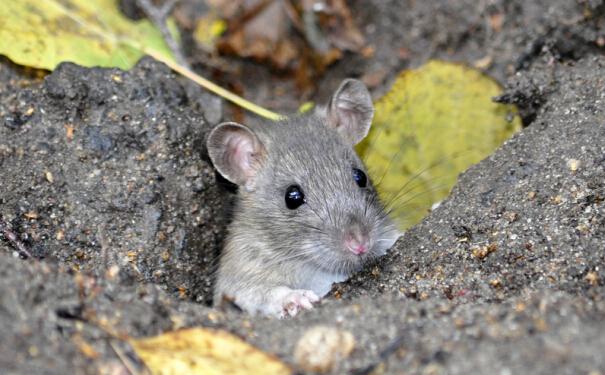 老鼠有什么危害？如何快速有效灭老鼠？