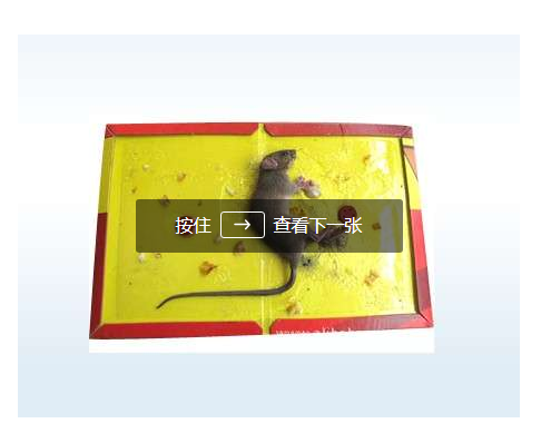 广州灭老鼠公司哪家好